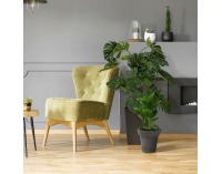 Plastový kvetináč Begon - sivá